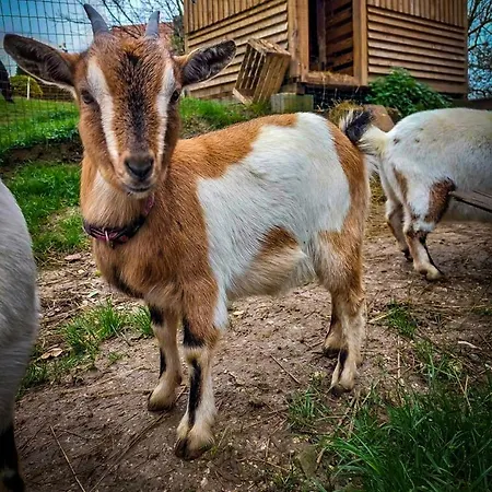 Glamping Gozdna Jasa