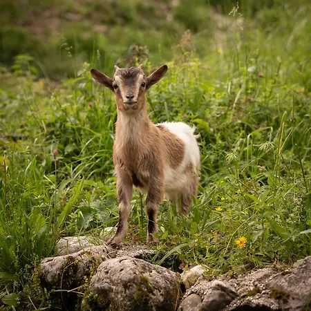 Glamping Gozdna Jasa Luxuszelt *