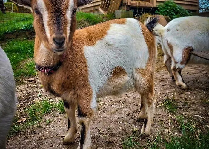 Glamping Gozdna Jasa