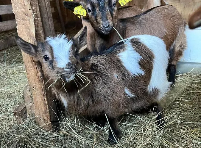 Glamping Gozdna Jasa 럭셔리텐트