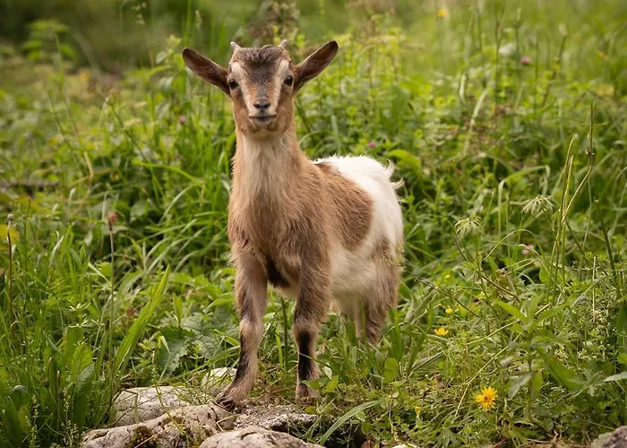 Glamping Gozdna Jasa 럭셔리텐트 *